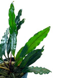 Bucephalandra Chimaera green leafy plant in pot with glossy leaves