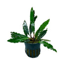 Bucephalandra Chimaera green leafy aquatic plant in black pot