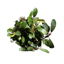 A lush compact green Bucephalandra cobalt blue plant with glossy leaves and dense rounded growth habit