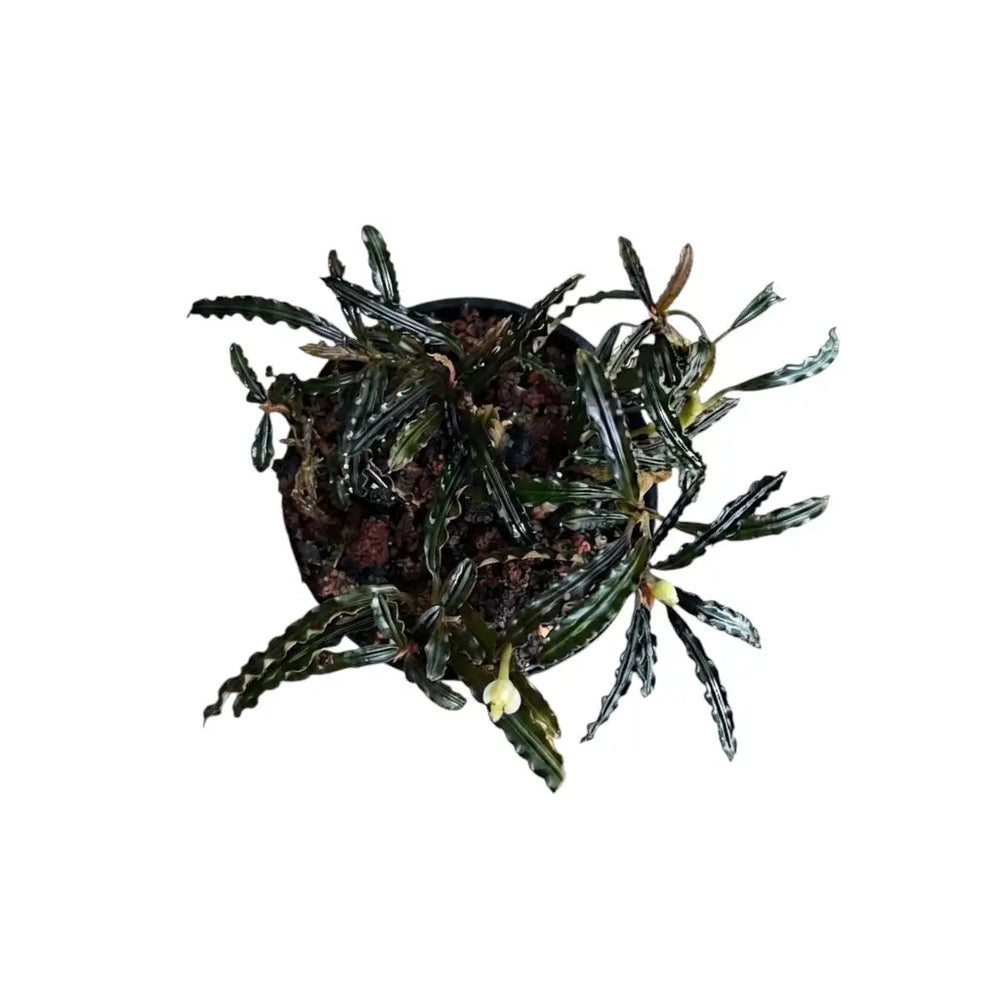 Bucephalandra Crocodile - AquaticMotiv