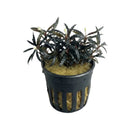 Black plastic aquarium plant pot with vertical slits holding bucephalandra crocodile aquatic plant with serrated green leaves and white flowers