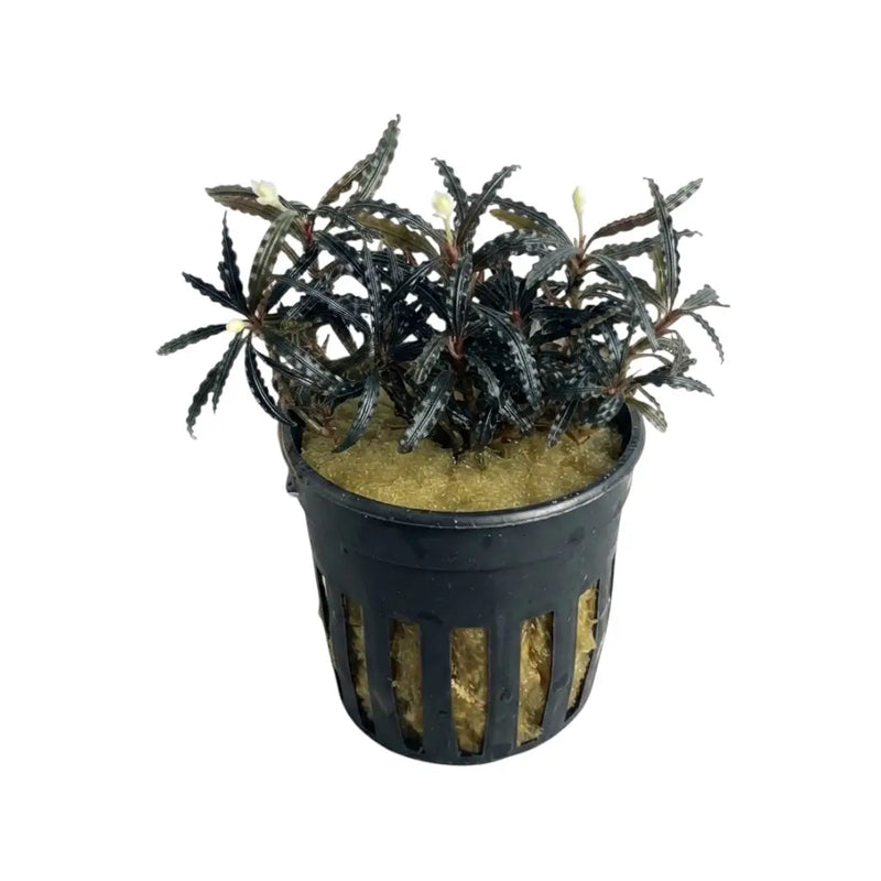 Bucephalandra Crocodile - AquaticMotiv