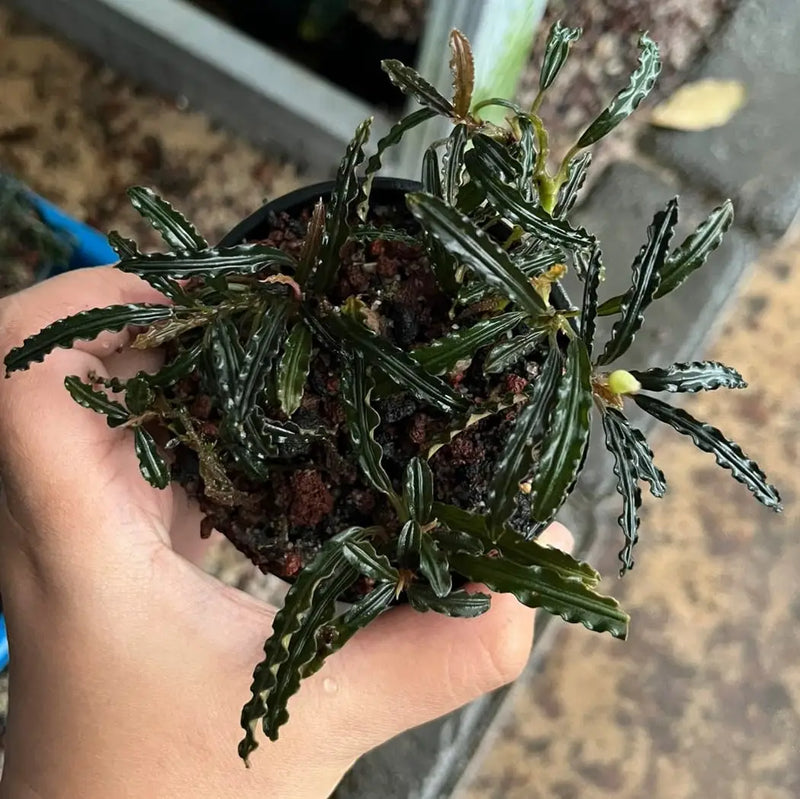 Bucephalandra Crocodile - AquaticMotiv