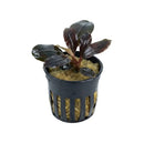 Bucephalandra dark afrika dark purple aquatic plant in a black plastic pot with vertical slits for aquarium use