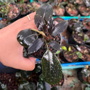 A glossy dark green bucephalandra plant with broad and speckled leaves in a small black pot