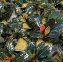 Bucephalandra Dark Angel plant with green red leaves and white speckles in pot