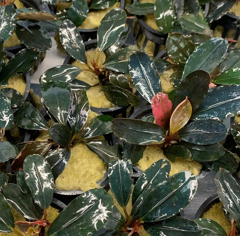 Bucephalandra Dark Angel Dark Foliage Accent | Aquatic Motiv