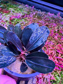 Bucephalandra Dark Angel: deep purple leafy plant in blue pot with pink accents