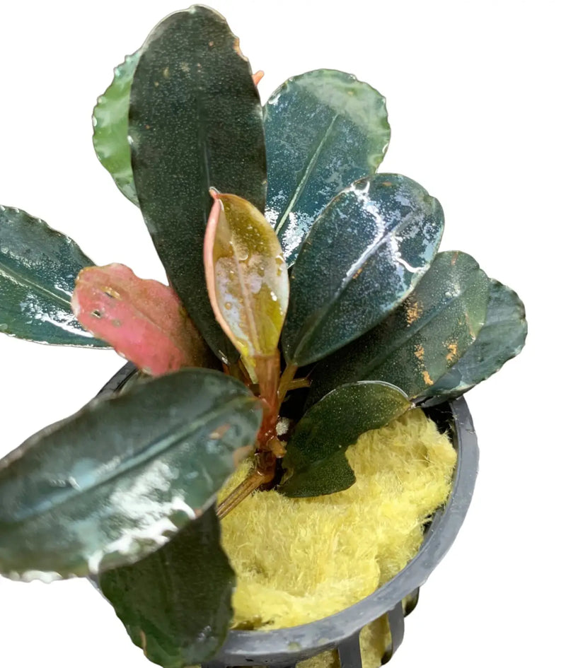 Bucephalandra Dark Angel Dark Foliage Accent | Aquatic Motiv