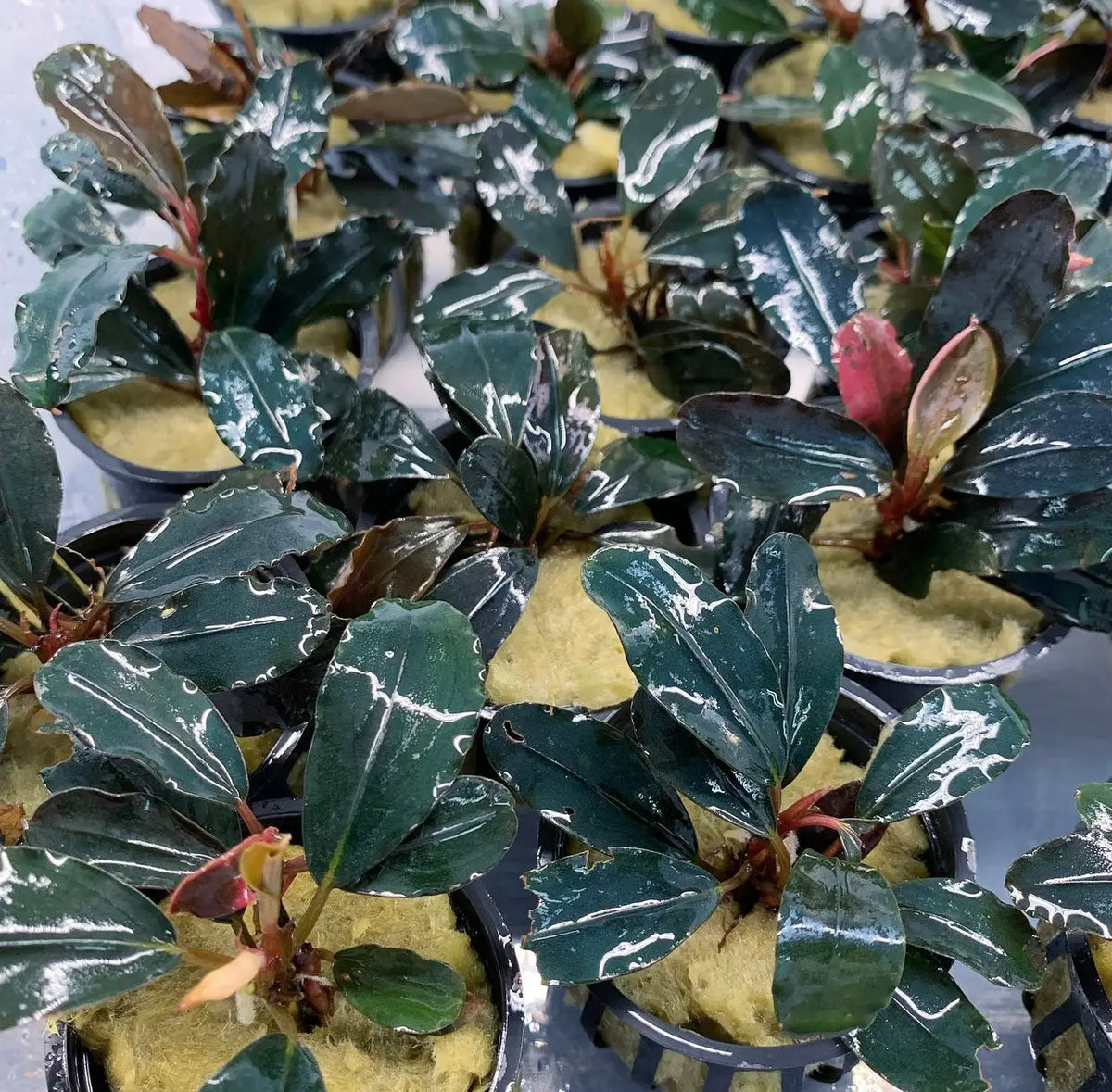 Bucephalandra Dark Angel Dark Foliage Accent | Aquatic Motiv