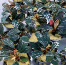 Bucephalandra Dark Angel green white striped leaf plant in pot