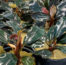 Bucephalandra Dark Angel plant in pot with glossy green and red leaves