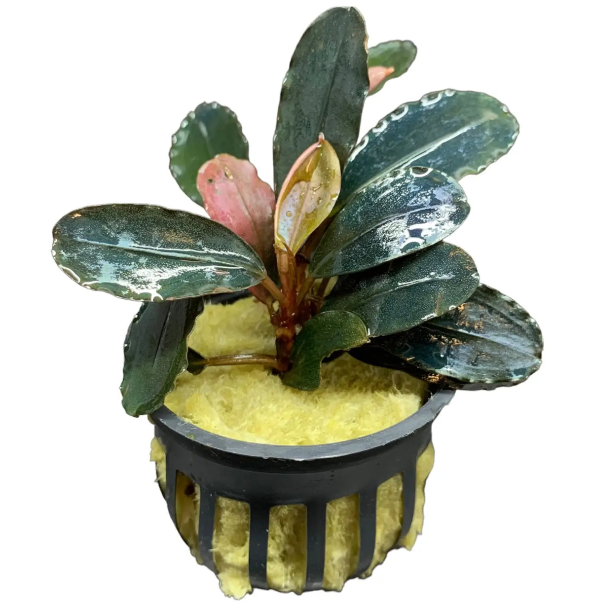 Bucephalandra Dark Angel Dark Foliage Accent | Aquatic Motiv