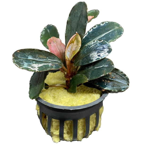 Bucephalandra Dark Angel Pot - AquaticMotiv
