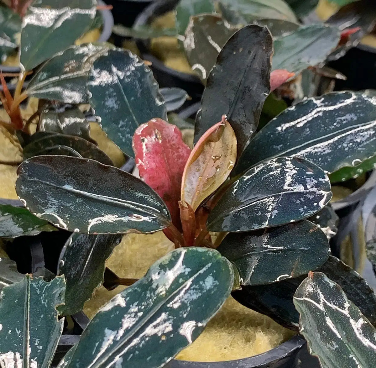 Bucephalandra Dark Angel Dark Foliage Accent | Aquatic Motiv Bucephalandra Dark Angel Dark Foliage Accent | Aquatic Motiv