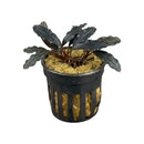 Bucephalandra dark kedagang aquatic plant with dark green wavy glossy leaves in black pot with yellow moss