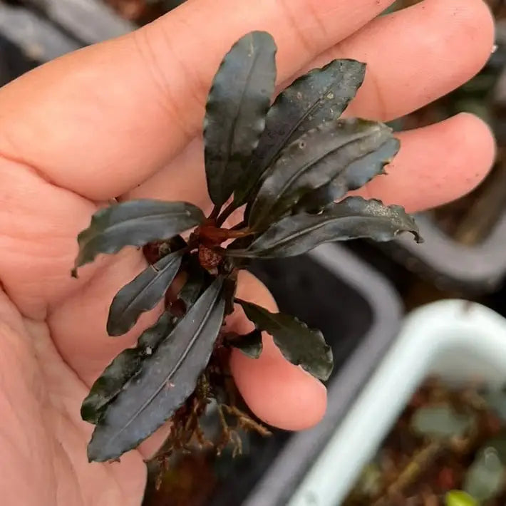 Bucephalandra Dark Kedagang - AquaticMotiv