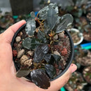 Bucephalandra dark knight plant with glossy dark green waxy leaves in black plastic pot for aquarium decor