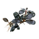 Bucephalandra dark knight aquatic plant with dark green glossy oval leaves and delicate root system for aquariums