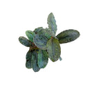 Bucephalandra dark series aquatic plant with lush dark green broad waxy leaves glistening with water droplets