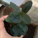 A hand holds a small potted Bucephalandra Dark Series plant with dark green glossy leaves speckled with water droplets