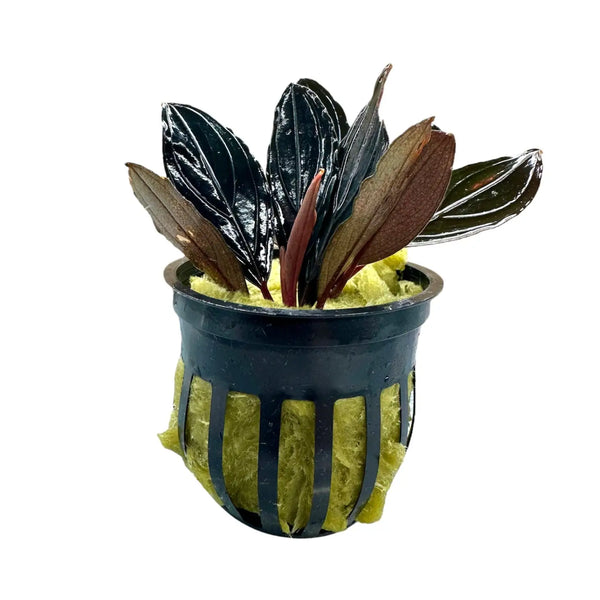 Bucephalandra Dark Skeleton Rare Texture Accent | Aquatic Motiv