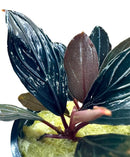 Bucephalandra Dark Skeleton glossy dark green burgundy plant