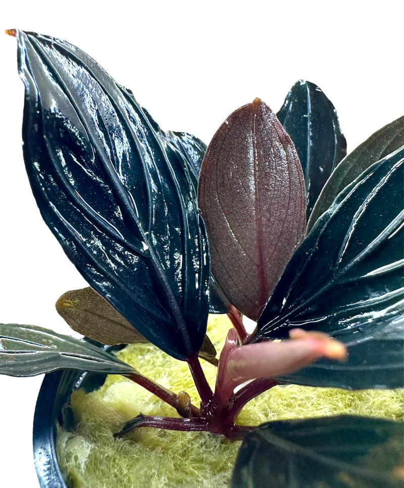 Bucephalandra Dark Skeleton - [AquaticMotiv]