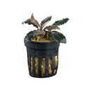 Bucephalandra dark tears aquatic plant with dark green and burgundy wavy leaves in black mesh pot with golden substrate