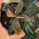 Bucephalandra dark tears aquatic plant with glossy dark green wavy leaves and a pink flower bud in a black pot