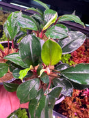 Bucephalandra Deep Blue plant with red stems and new leaves in pot