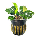 Bucephalandra Deep Blue plant in black pot with golden moss