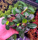 Bucephalandra Deep Blue plant with vibrant green glossy leaves and red stems in black pot