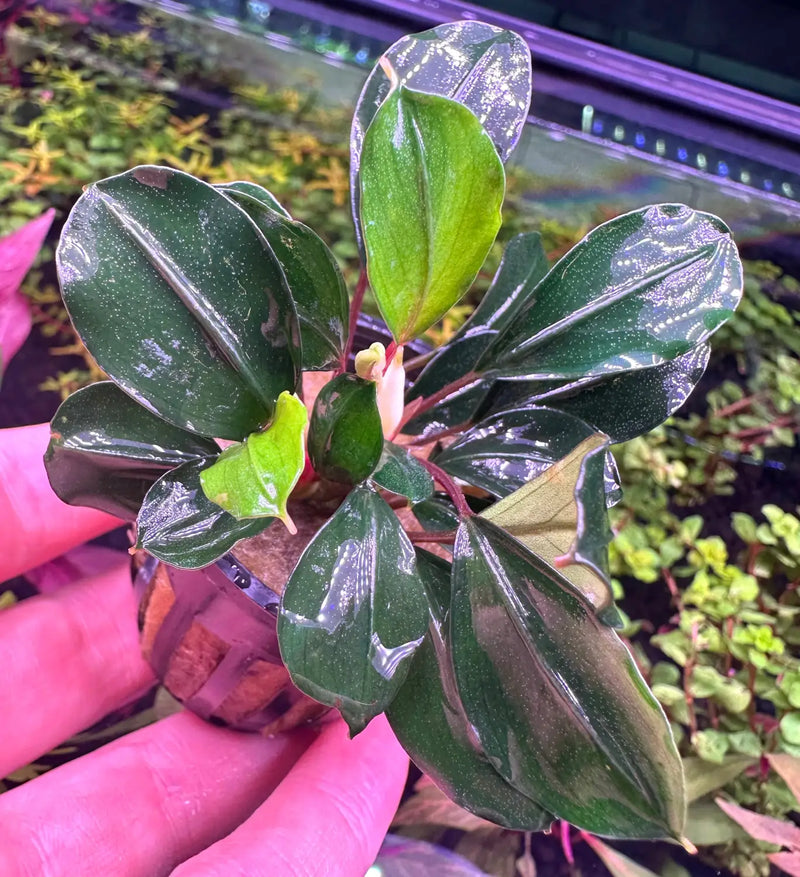 Bucephalandra Deep Blue Subtle Blue Green Tone | Aquatic Motiv