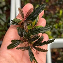 A hand holds a small Bucephalandra El Nino aquatic plant with dark green wavy leaves and reddish brown stems