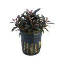 Bucephalandra el nino aquatic plant with dark green and burgundy leaves in a black plastic pot with vertical slits