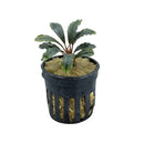 Bucephalandra emerald dark green aquatic plant with wavy leaves in black pot with yellowish substrate