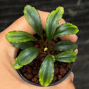 A small potted bucephalandra emerald plant with glossy green and yellow variegated elongated leaves