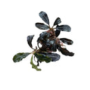 Dark glossy bucephalandra fake ghost aquatic plant with deep green and black leaves for aquarium decoration
