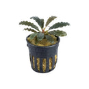 Bucephalandra firebird dark green aquatic plant with wavy leaves in black net pot and yellow substrate