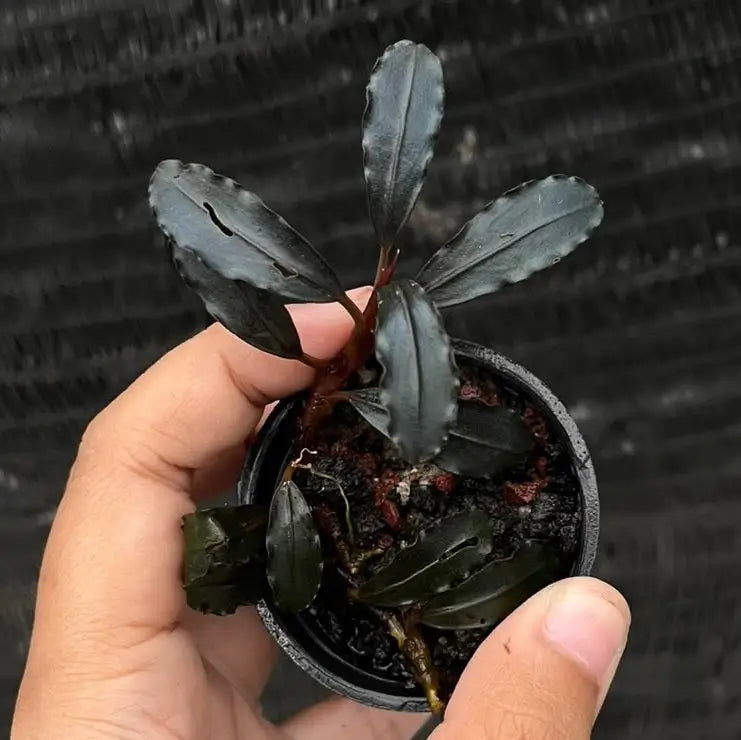 Bucephalandra Ghost 2015 - AquaticMotiv