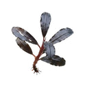 Bucephalandra ghost 2015 dark purple aquatic plant with glossy elongated leaves and reddish stem