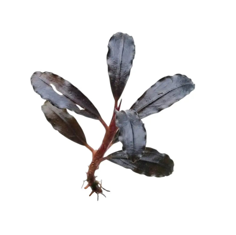 水草 Bucephalandra sp.Ghost kalimantan 水草 Bucephalandra Ghost kalimantan 水草 Bucephalandra sp.Ghost