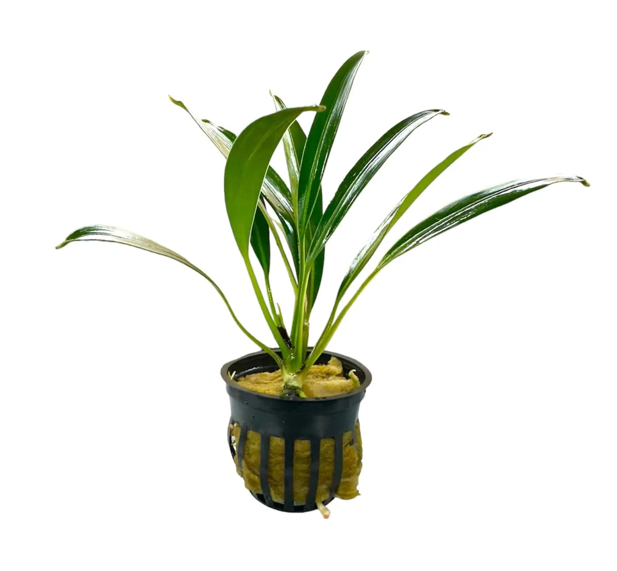 bucephalandra-gigantea-plants-