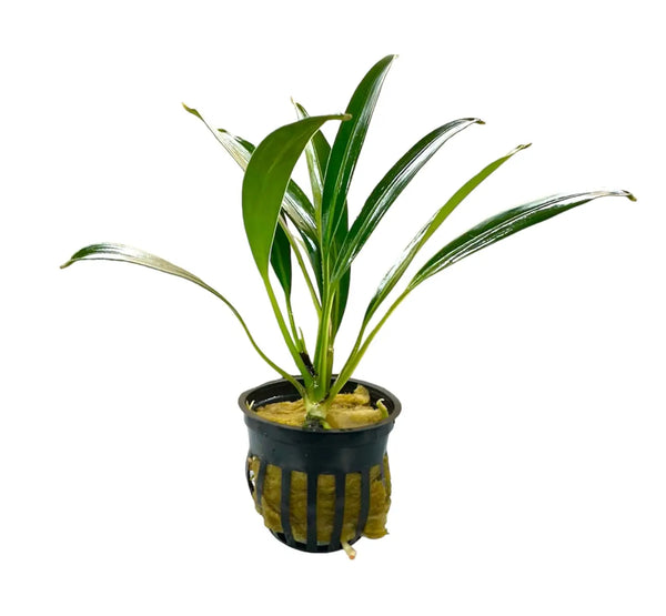 bucephalandra-gigantea-plants-