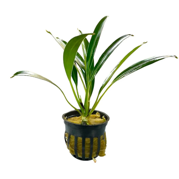 Bucephalandra Gigantea Large Leaf Rhizome for Tanks | Aquatic Motiv