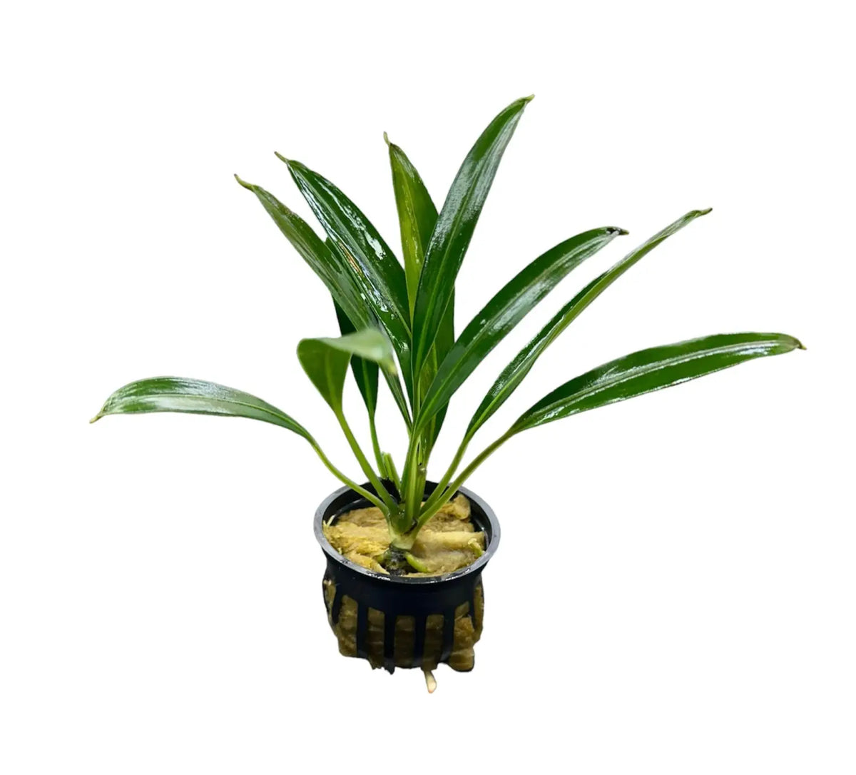 Bucephalandra Gigantea Large Leaf Rhizome for Tanks | Aquatic Motiv