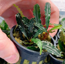Bucephalandra Godzilla: dark green wavy leaves with white variegation