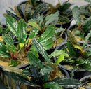 Bucephalandra Godzilla: Green white variegated wavy aquatic plant in pots