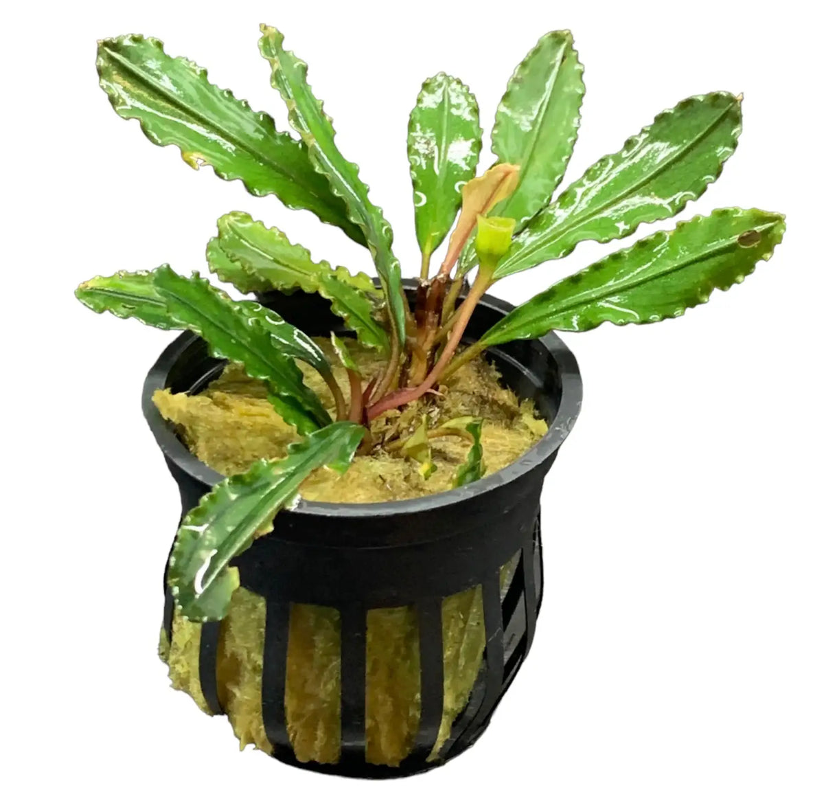 Bucephalandra Godzilla Bold Leaf Feature Plant | Aquatic Motiv Bucephalandra Godzilla Bold Leaf Feature Plant | Aquatic Motiv